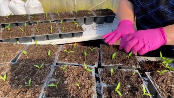 Zaailingen overplanten. Het omzetten van jonge peper zaailingen in vruchtbare grond. - Video