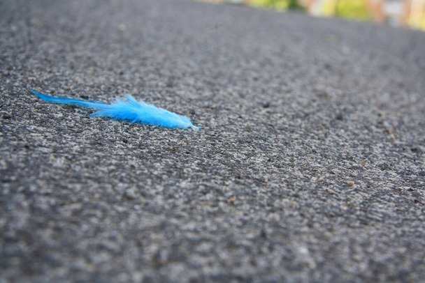 Kék toll az út aszfaltján - Fotó, kép