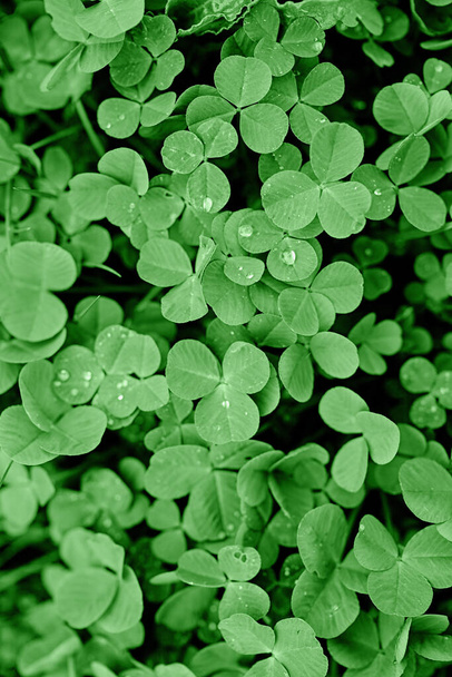 Textura - hojas verdes frescas de trébol - Foto, Imagen