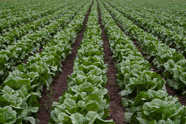 Salátové pole, obraz salátových polí na jaře, odklon zeleného pozadí, zaměření salátového pole v prvním plánu. První zelenina na jaře, zelenina - Fotografie, Obrázek