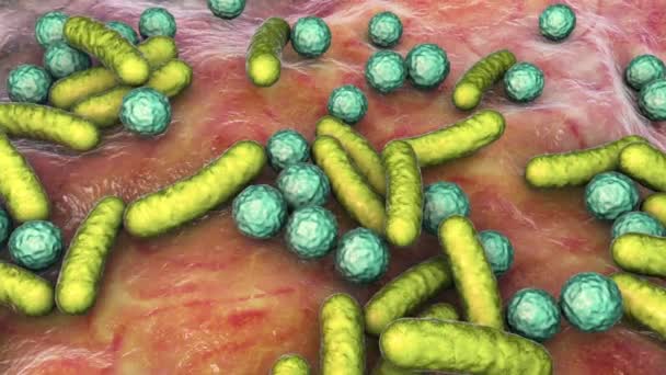 Bacteria of different shapes, rod-shaped bacteria and cocci, human microbiome, human pathogenic bacteria, 3D animation - Footage, Video