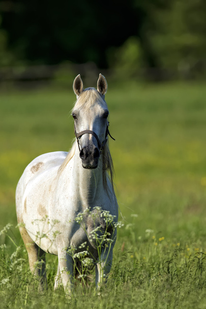 Valkoinen hevonen
 - Valokuva, kuva