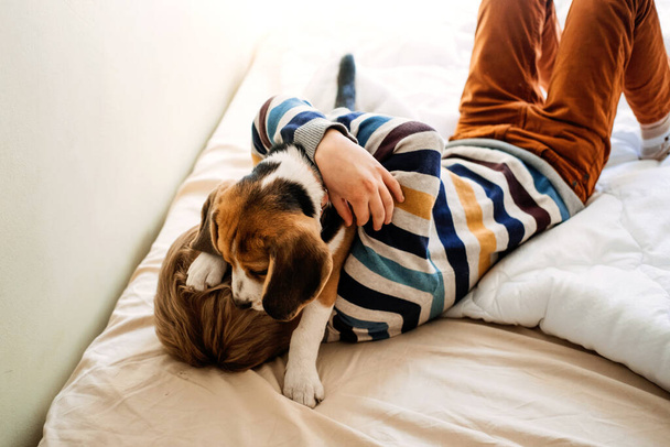 Best Dog Breeds for Kids, Good Family Dogs. Introducing Puppies and Children. Cute little Beagle puppy and kid boy playing in bed at home - Zdjęcie, obraz
