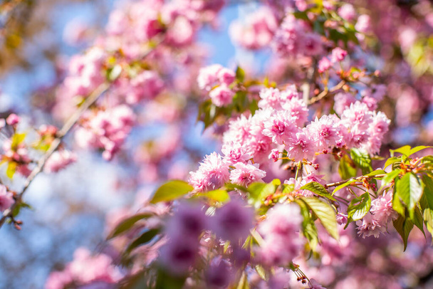 Sakura blüht auf der Straße. schöne Blumen. - Foto, Bild
