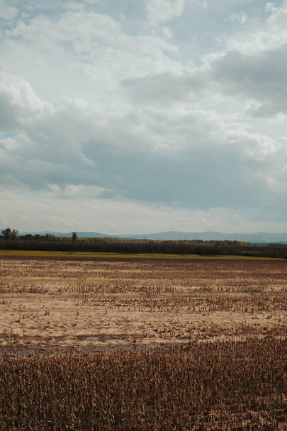 A vertical shot of a vast empty dry field beneath large clouds in bright sky - Φωτογραφία, εικόνα
