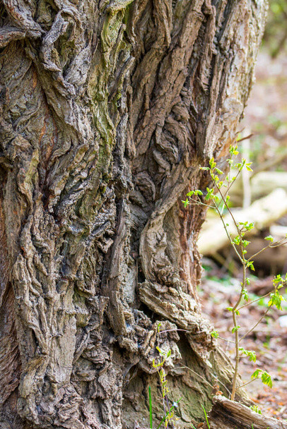 Een close-up shot van een grote boomstam textuur op het bos - Foto, afbeelding
