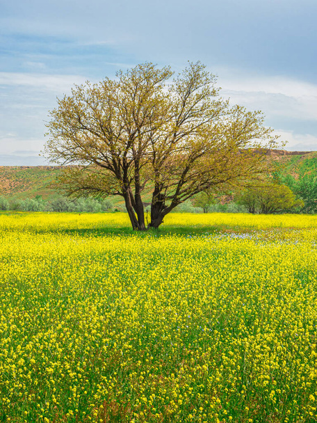 青空に対する菜の花と木の黄色のフィールド。コピースペースと自然景観の背景。壁紙のための驚くべき明るいカラフルな春の風景。垂直表示. - 写真・画像