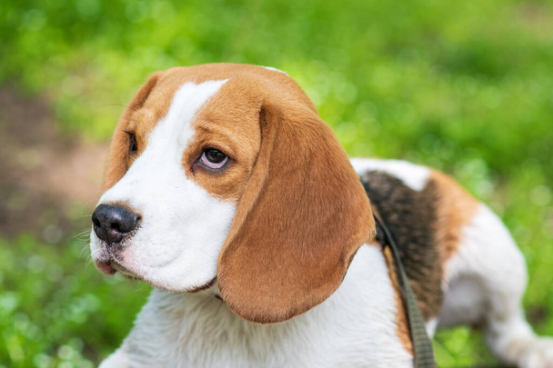 Portrait cute face Beagle dog on Meadow. closeup Beagle - Photo, Image