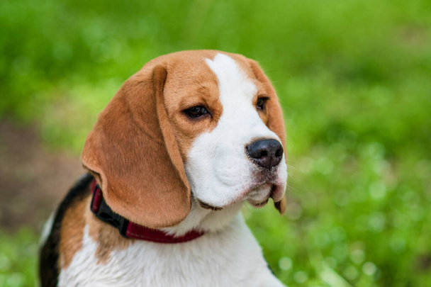 Portrait cute face Beagle dog on Meadow. closeup Beagle - Photo, Image