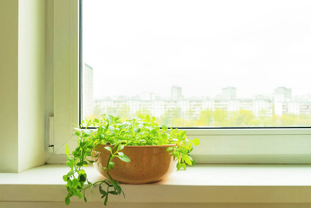 Succulent House plants in ceranic flower pot on white window sill on blurred city background - Zdjęcie, obraz