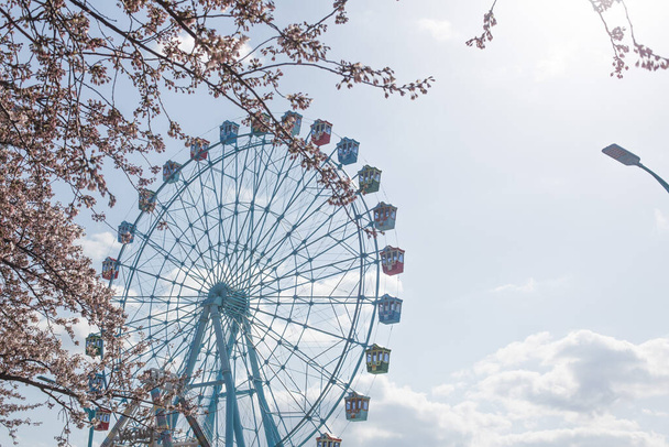 Колесо обозрения с цветущей вишней на фоне голубого неба - Фото, изображение