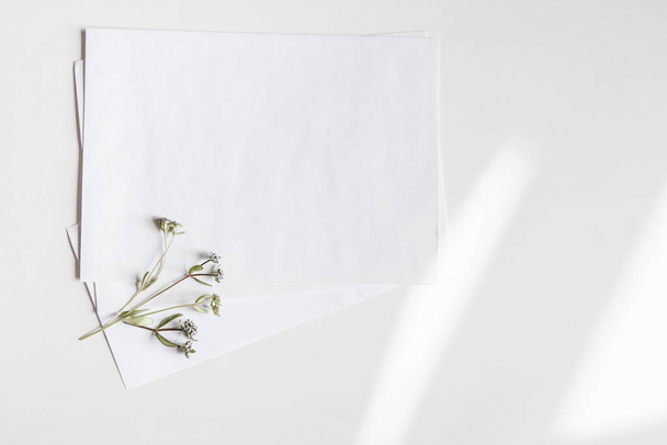 White blank envelopes with a small wild flower on a white background with light highlights. Top view. High quality photo - Fotografie, Obrázek