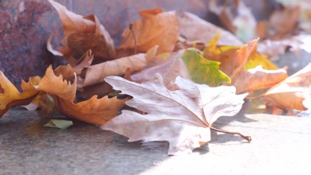 Kolorowe sezonowe liście klonu jesiennego, jasny dywan spadających liści latają od wiatru - Materiał filmowy, wideo