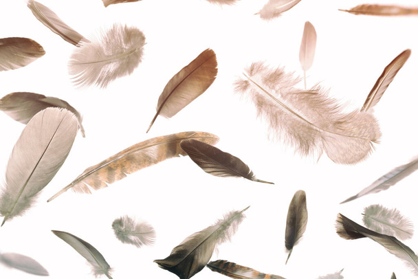 Abstract pattern with falling feathers on white isolated background. - Fotó, kép
