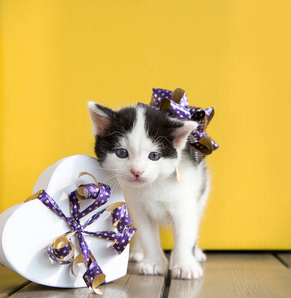 Parlak sarı bir arka planda, kalp şeklinde bir hediye kutusunun yanında mor bir fiyonklu siyah beyaz kedi yavrusu portresi. Doğum günü hediyesi, Sevgililer Günü. - Fotoğraf, Görsel