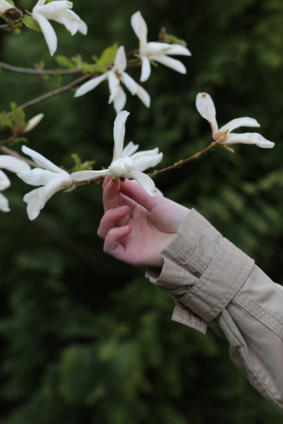 Eine weibliche Hand hält eine Magnolienblume an einem Baum. - Foto, Bild
