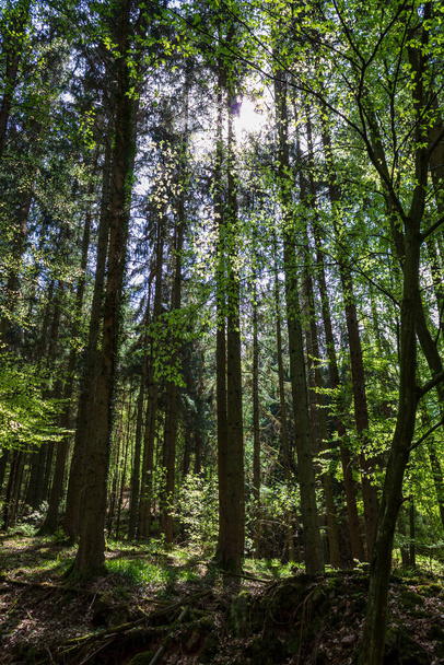 Almanya 'da ormanda ağaçlar ve güneş ışığı - Fotoğraf, Görsel