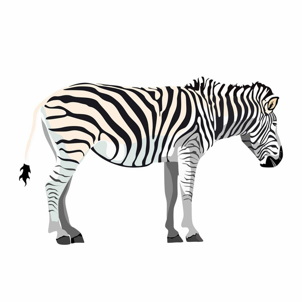 Zebra steht isoliert auf weißem Hintergrund, grafische Skizzenillustration. - Vektor, Bild