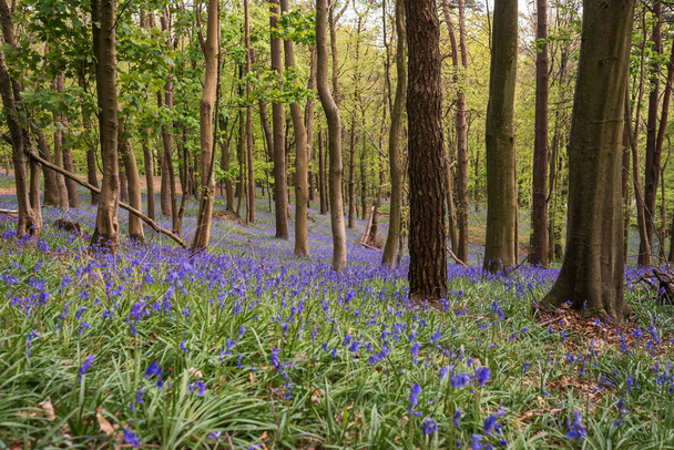 Bluebells in Graig Fawr Woods near Margam Country Park, Port Talbot, South Wales, Reino Unido - Foto, Imagem