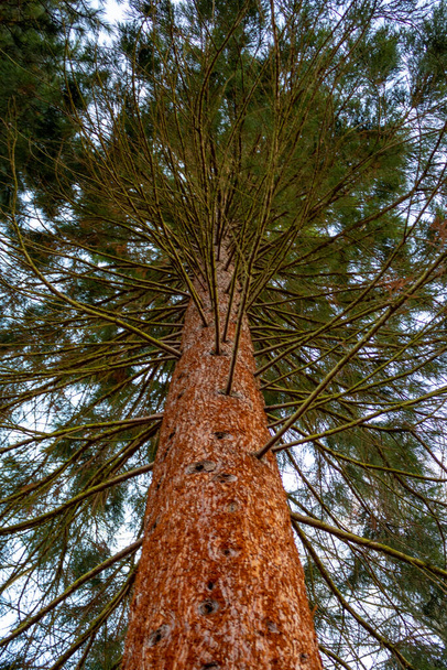 Big redwood tree (Sequoia), view from the bottom up to the top, trunk close-up, vertical. - Photo, Image