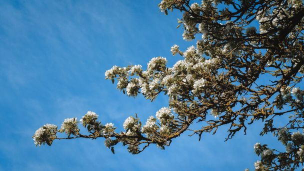 Гілки груші з білими квітами на фоні блакитного неба
 - Фото, зображення