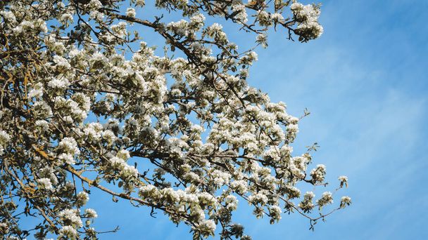 Peer boom takken met witte bloemen op een blauwe lucht achtergrond - Foto, afbeelding