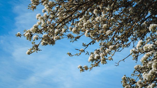 Ramas de peral con flores blancas sobre un fondo de cielo azul - Foto, Imagen