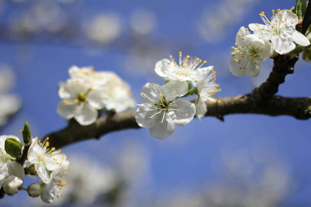 春の花畑を背景に数組の白い花と青い空の梅の木の枝 - 写真・画像