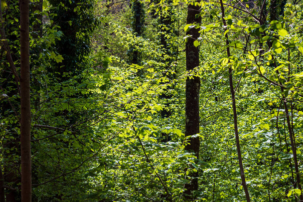 trees in the forest in summer sunlight; Odenwald, Germany - Photo, Image