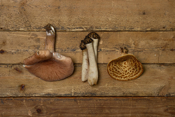 Cogumelos florestais em um fundo de madeira. Cogumelos comestíveis Cogumelos de diferentes tipos - Foto, Imagem