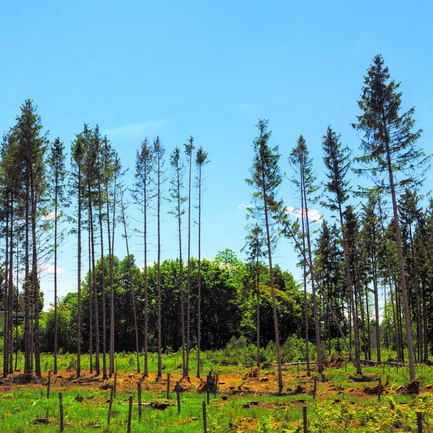 Zeldzaam dennenbos. Natuurreservaat met dennenboom - Foto, afbeelding