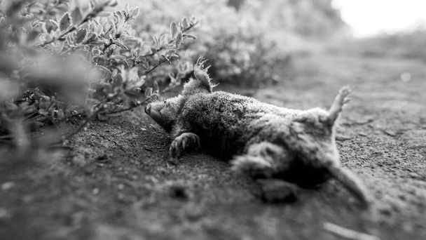 A dead mole, black and white photo. - Photo, Image