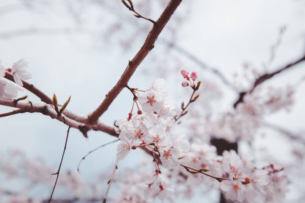 Sakura ya da Kiraz Çiçeği veya Japon Kiraz Çiçeği Adı Rosales, Aile Bahçede açan Rosaceae. - Fotoğraf, Görsel