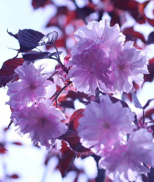 春の桜の花. - 写真・画像