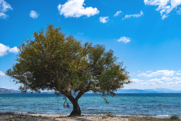 Summer destination Greece there that clear blue sky meets blue calm sea. Greek island sandy beach with shade from green tamarisk, tamarix or salt cedar tree at seaside sunny day. Horizon background. - Photo, Image