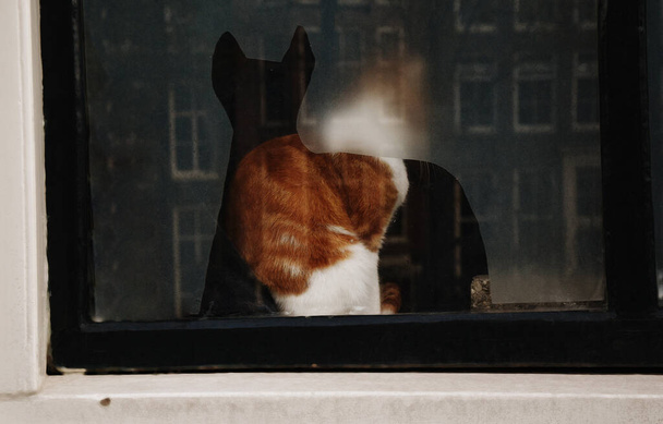 The cat is sitting on the window near the cat sticker. Funny photo, cats do not follow the rules. The cat does the opposite. Red cat sits on a window sill, window - Foto, Imagen