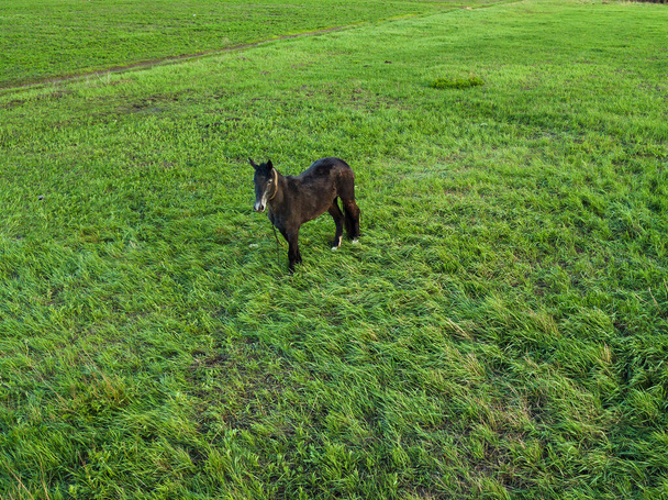 un jeune cheval brun foncé broute dans une prairie printanière. pâturages pour animaux domestiques.  - Photo, image