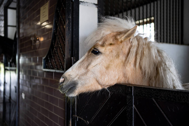 beautiful white horse with a lush mane in a stall in the stable - Photo, Image