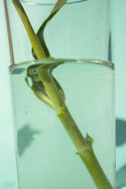 Close up Tulip stem in glass of water. One flower in vase.  - Valokuva, kuva