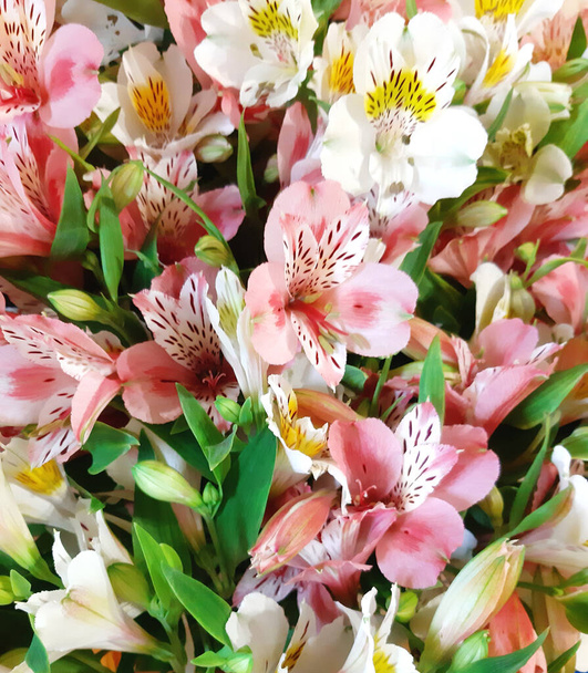 Tebrikler ve hediye çiçeği geçmişi. Bahar doğası şablonu  - Fotoğraf, Görsel
