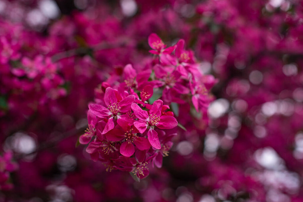 spring background.  pink cherry flower blossom tree. sunset photo - Fotó, kép