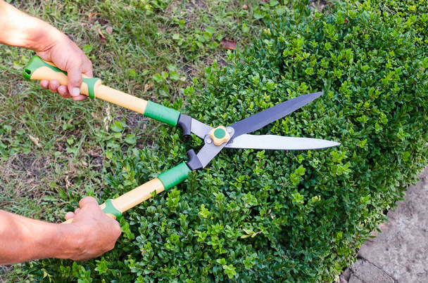 Adamın elleri ağaç dallarını budama makinesiyle kesiyor. Buxus sempervirens. - Fotoğraf, Görsel