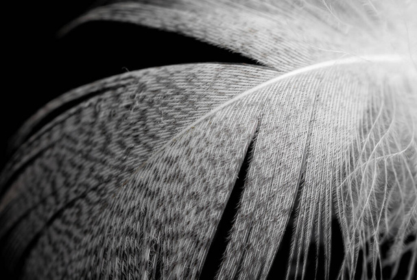 penas de pato branco isolado no fundo preto - Foto, Imagem