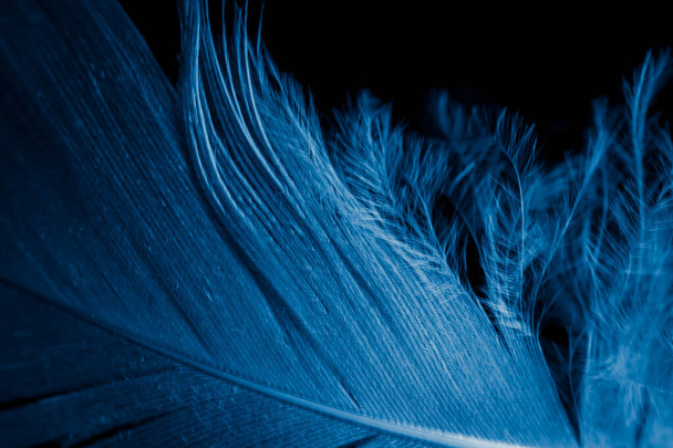 macro foto de plumas de gallina azul. fondo o textura - Foto, imagen