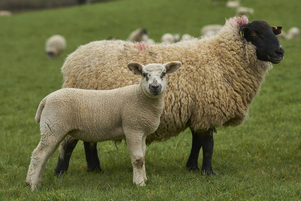 Ovce a jehňata v bujné zelené pole Woolley Valley, oblast vynikající přírodní krásy v Cotswolds na okraji Bath, Anglie, Velká Británie - Fotografie, Obrázek