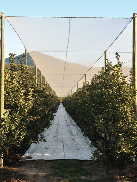 Langkloofのリンゴ園の雹の保護網と土壌カバーの下の視点の減少 - 写真・画像