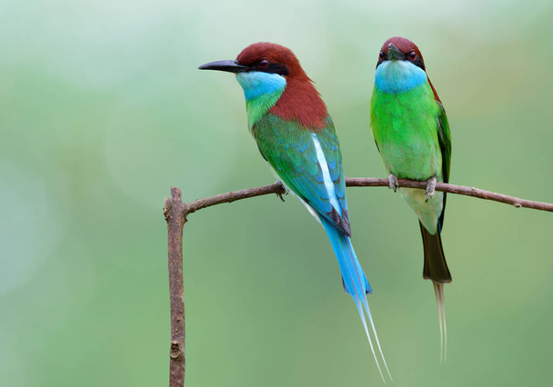 dotek přírody s krásným zeleným a modrým ptákem spolu sedí na tenké větvi nad rozmazaným pozadím, pár modrohrdlo-včelí kůže - Fotografie, Obrázek
