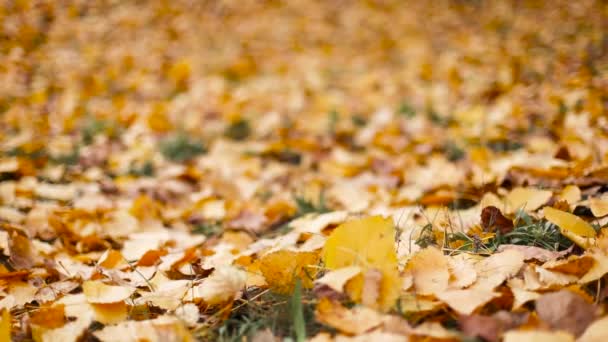 Herbstzeit der fallenden Blätter. Gelber und orangefarbener Teppich aus Ahornblättern in einem Stadtpark. Frauenfüße in Stiefeln spazieren im Herbst durch den Park und schießen gelbes Laub ab - Filmmaterial, Video