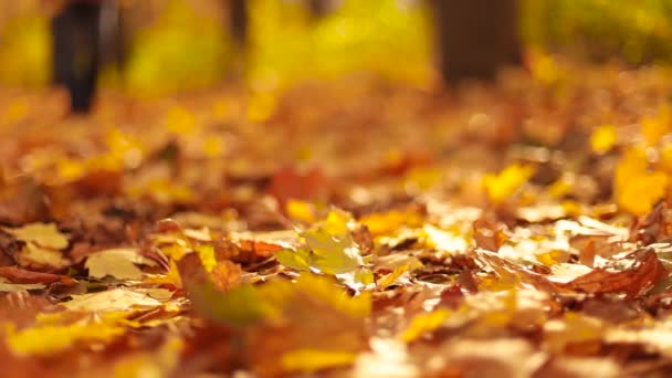 Patas femeninas en botas sobre hojas de otoño. Caminar en el bosque de otoño. Mujer con estilo en botas de color burdeos disfrutando del clima otoñal en el parque de la ciudad - Metraje, vídeo