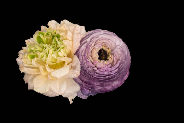 Par verde violeta de flores de buttercup tocando aisladas aisladas sobre fondo negro - Foto, Imagen
